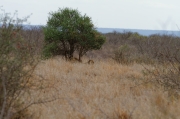 08 - Kruger NP (17)